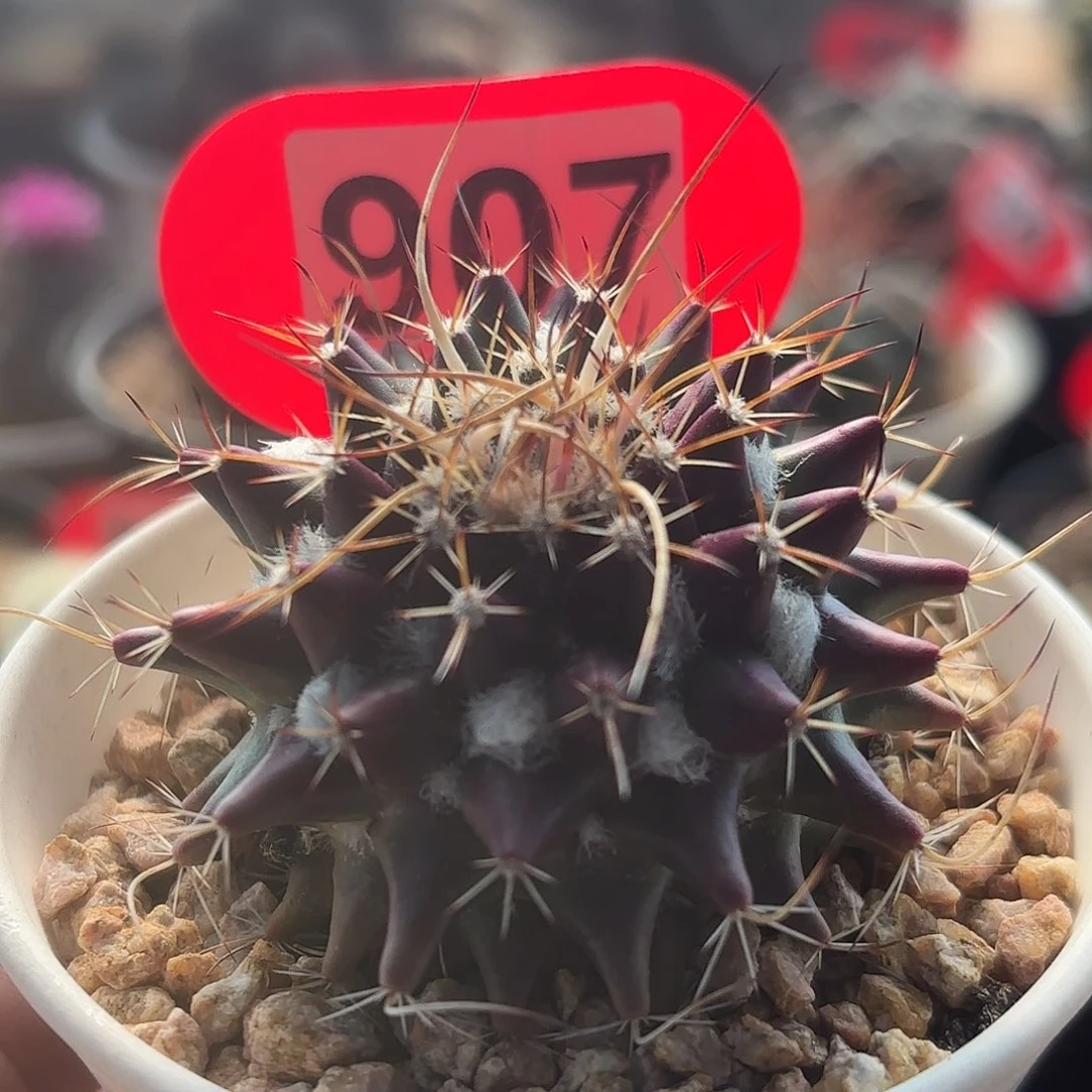 仙人球实生乳突梦幻