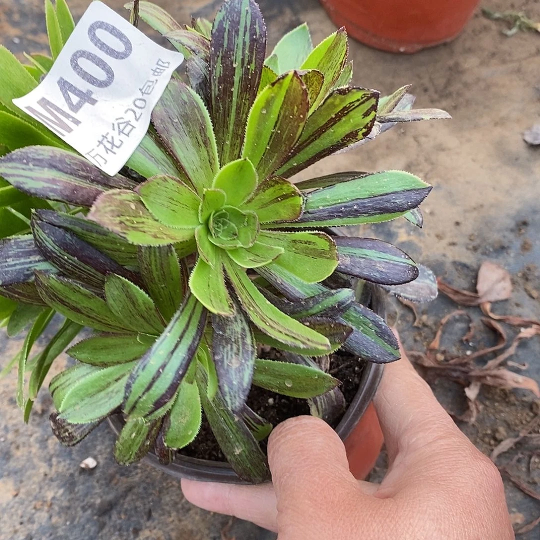 400水墨丹青阴阳砍过多肉植物