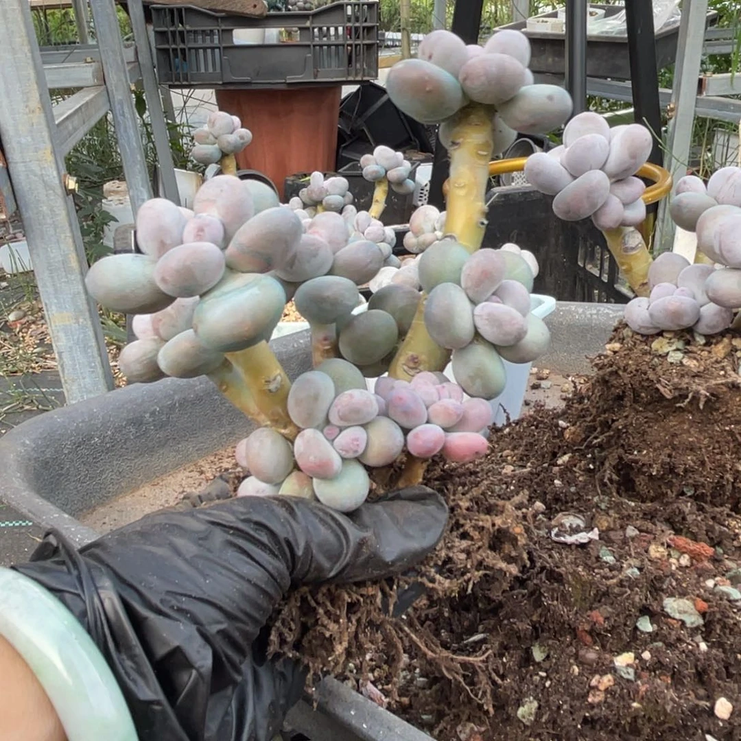 稼***稼多肉漂亮不退不换