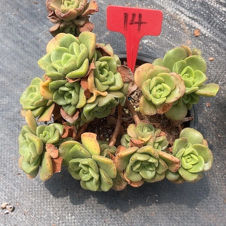 晨语多肉，一物一拍百合丽丽14