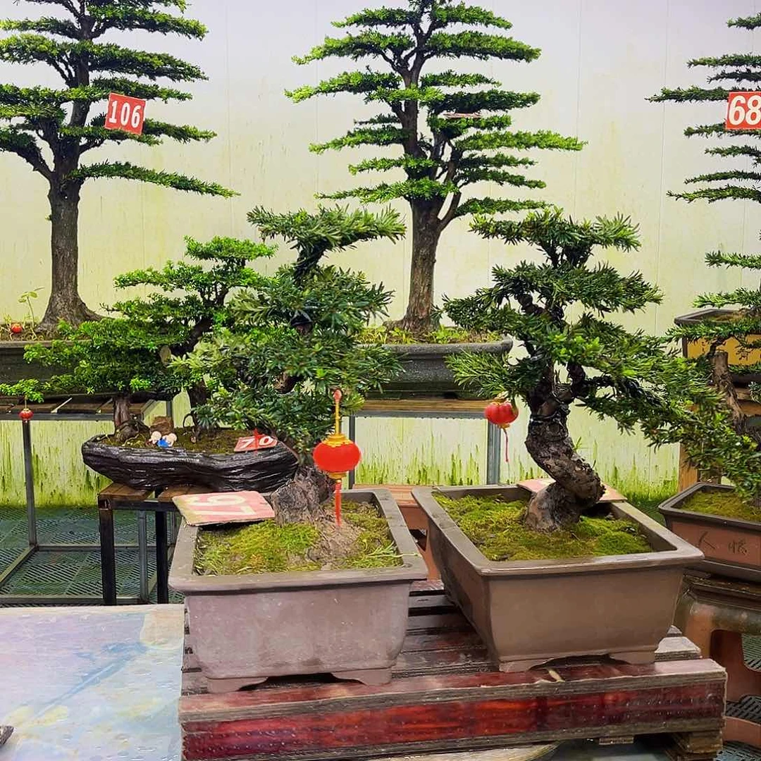 无花朵罗汉松盆景艺术作品