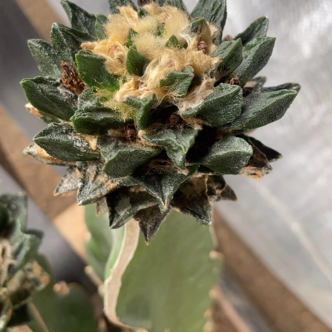 开***黄龙角福利福利福利