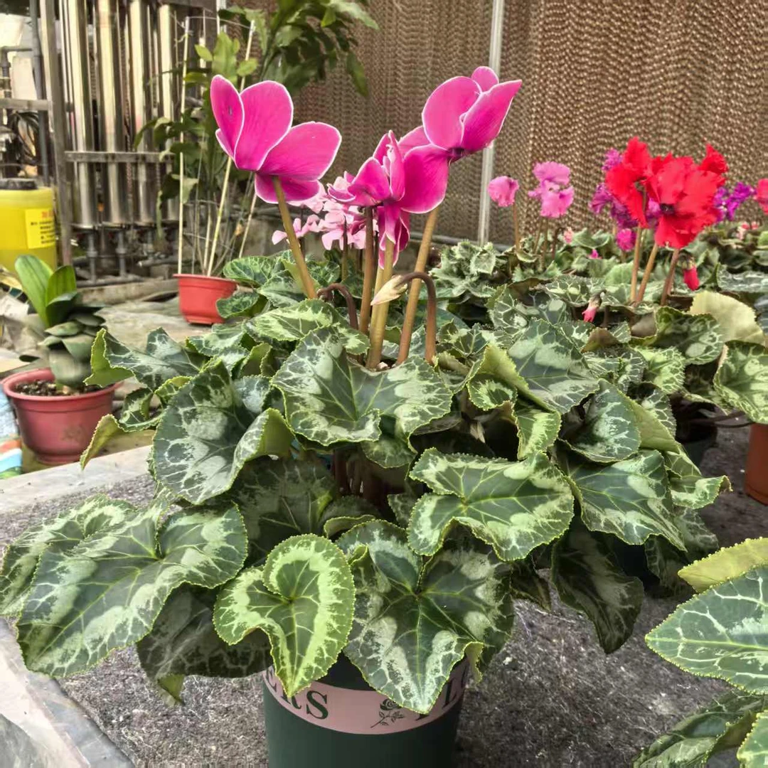 【平酒红火焰】一代仙客来带花带花苞原盆原土发货好养易活室内盆栽