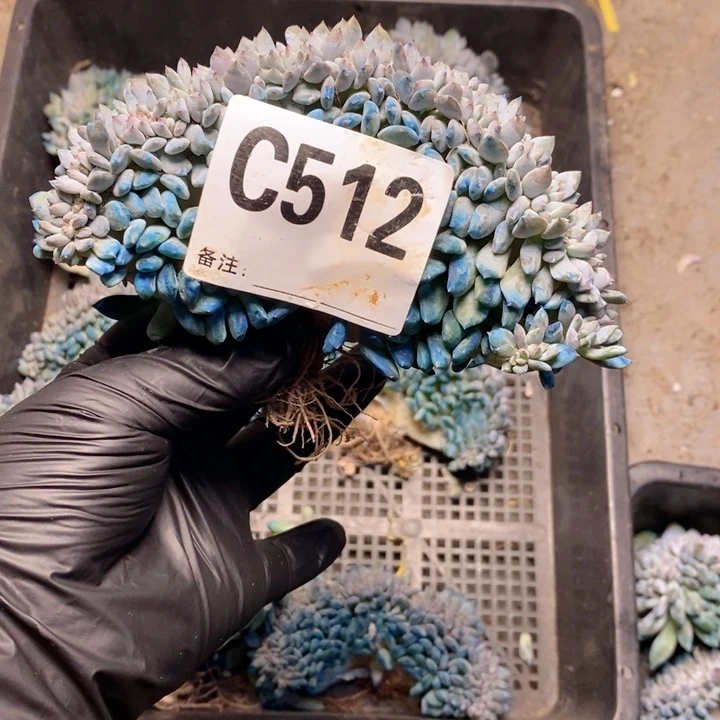 宿***宿512石榴籽树缀化哇