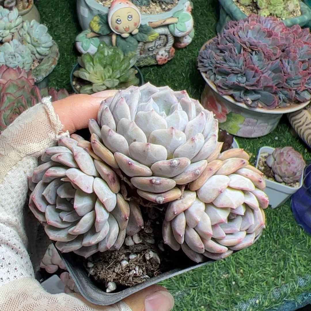 503 满38元包邮多肉