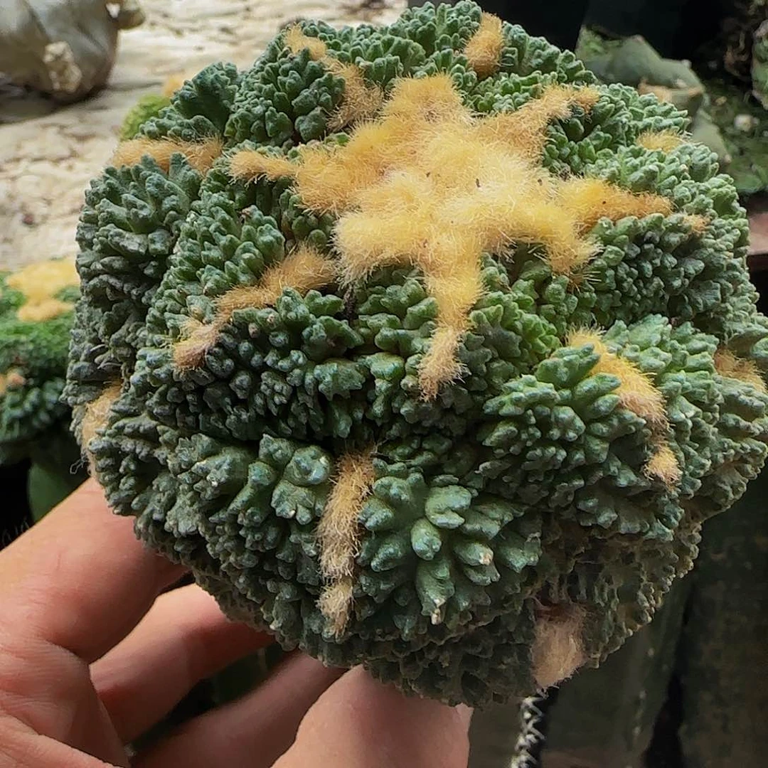 大龟甲218仙人球开花