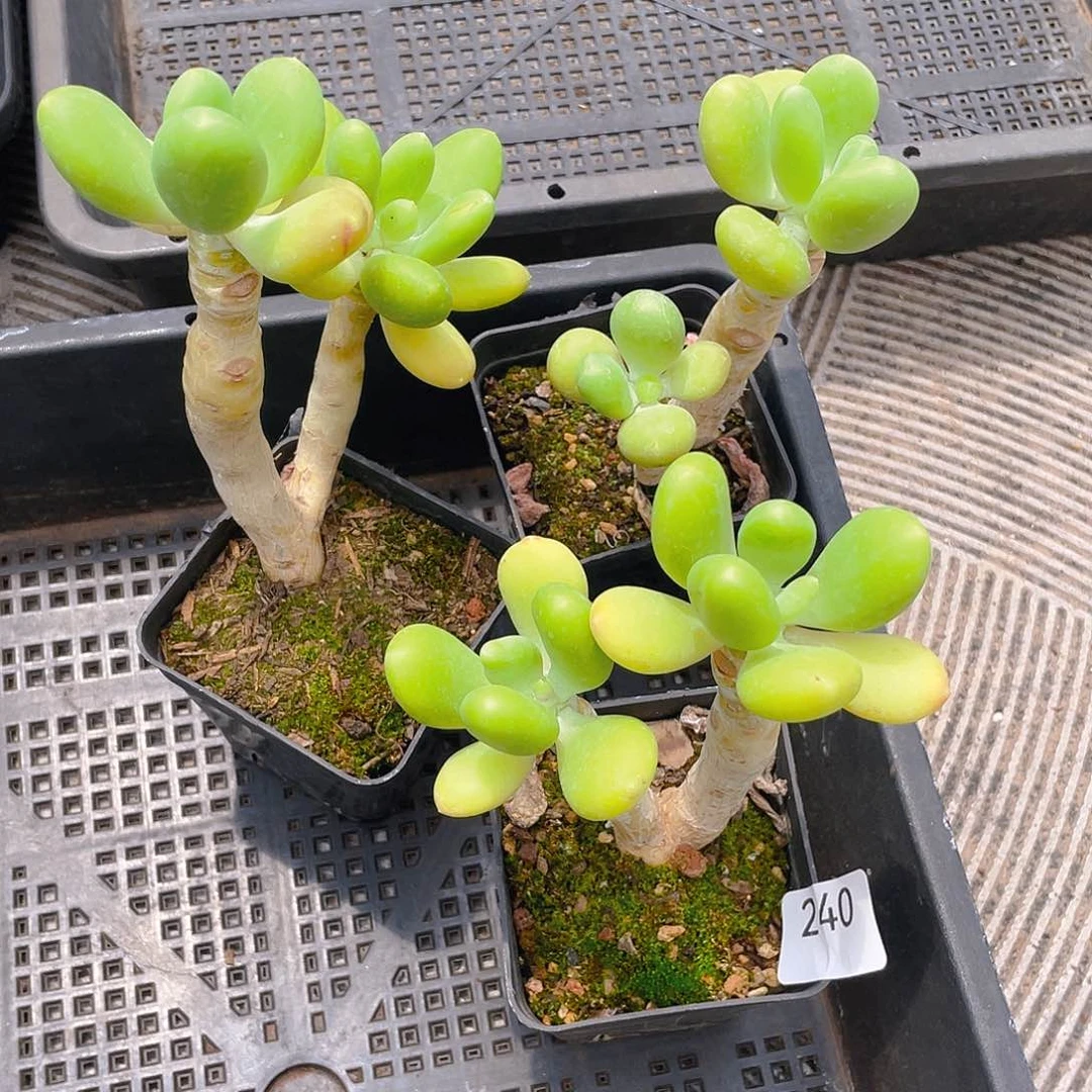 红***姐240 芒果奶。
