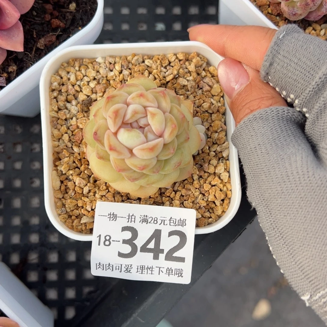 香格里拉多肉单头多肉