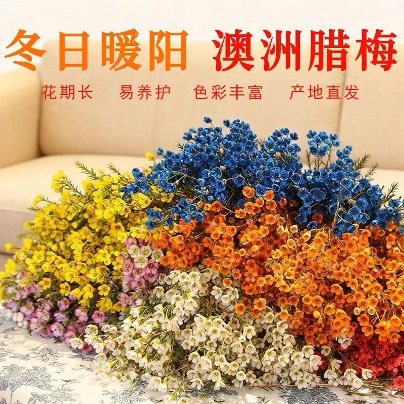 云南基地直发澳洲腊梅鲜花超长花期清香淡雅水养鲜切花年宵花