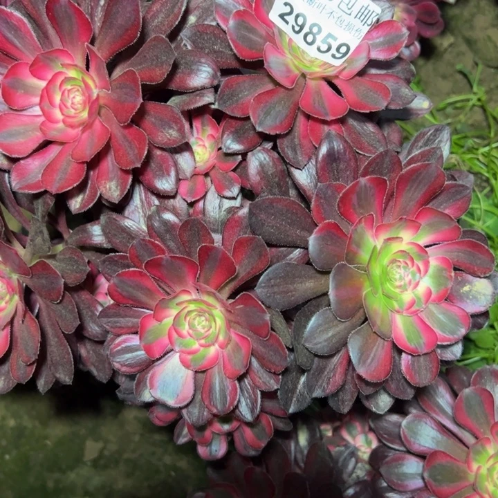 29859丽娜多肉植物
