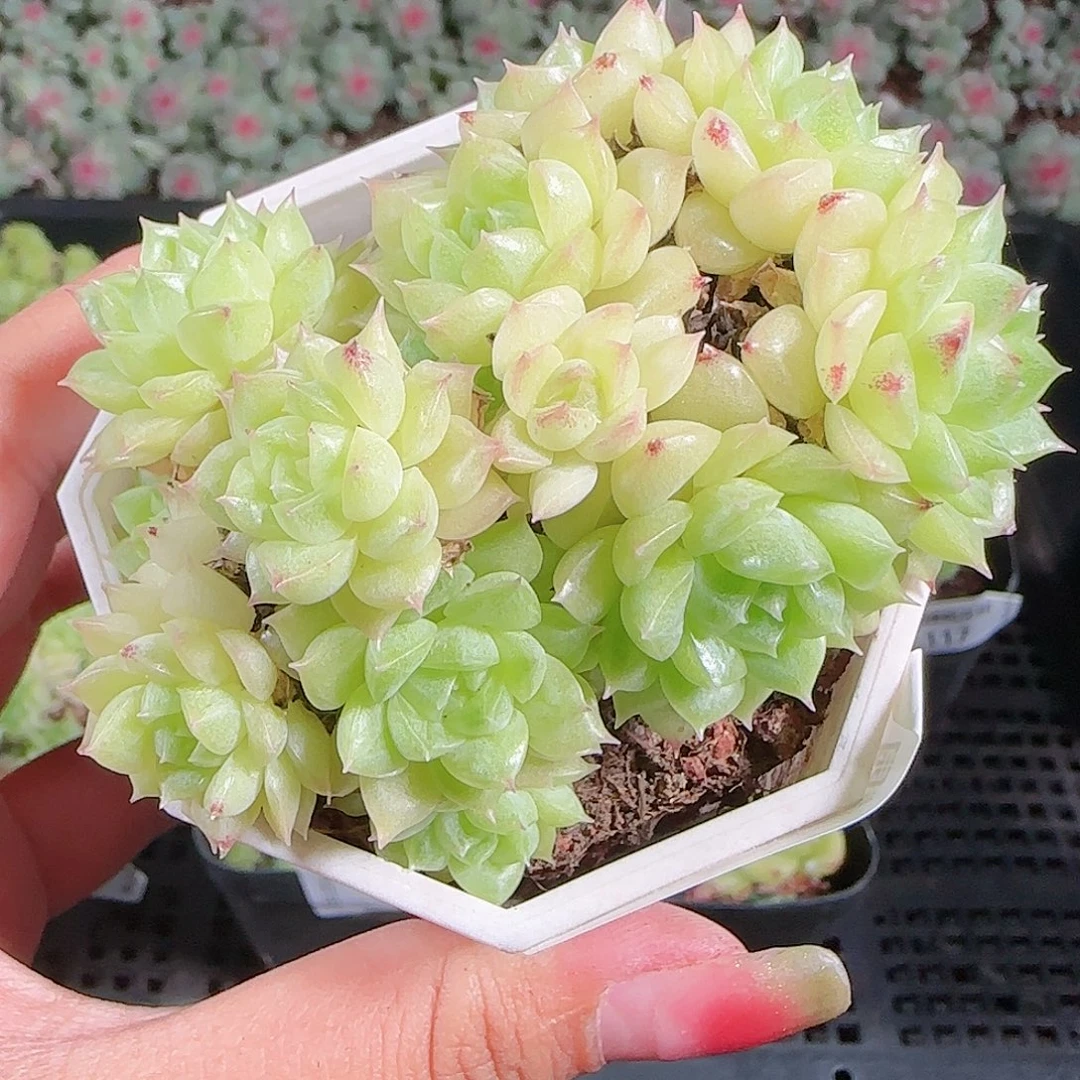 0923-121麦秆优选不包整