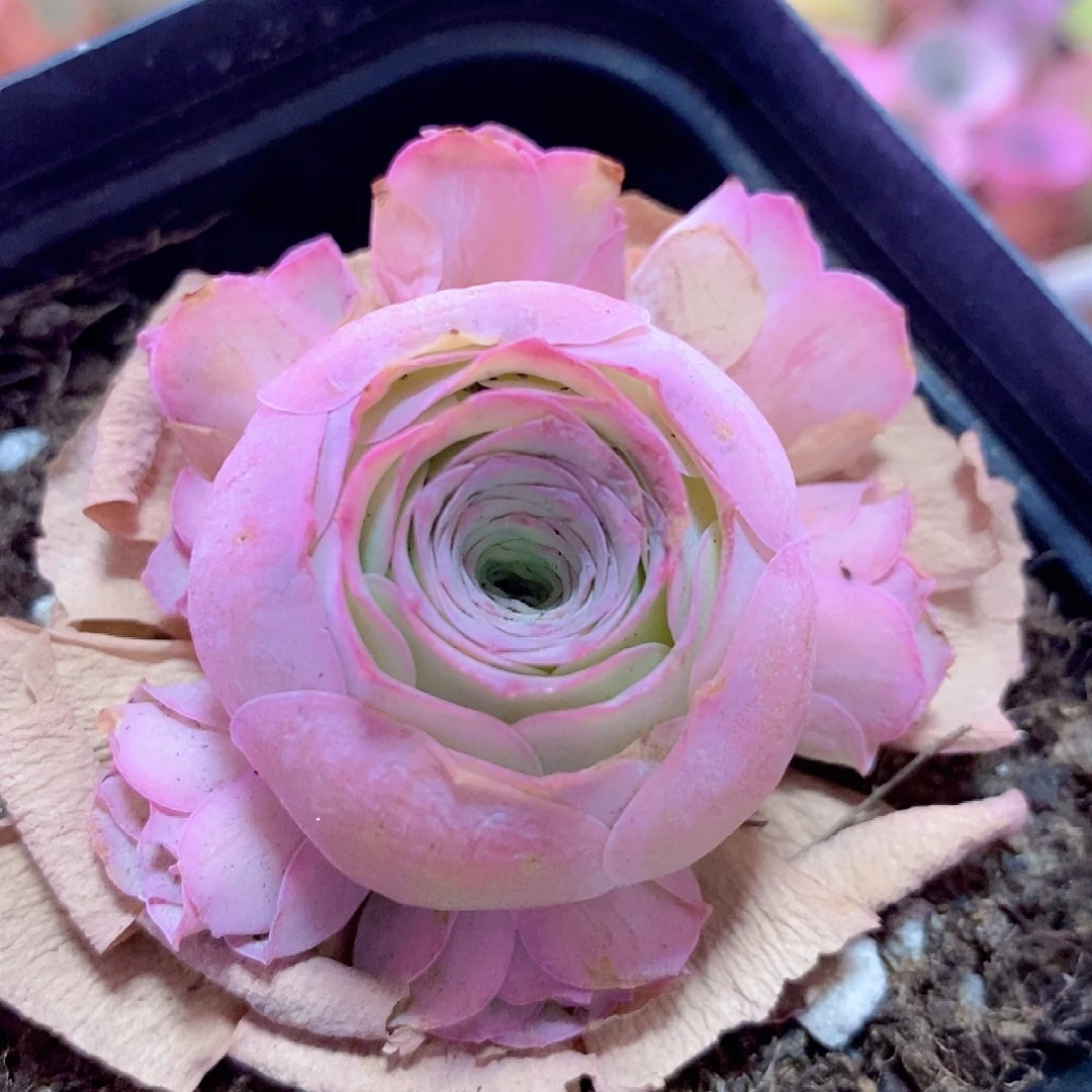 山地玫瑰一物一拍001油画手捧