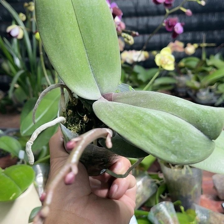 当前无花栽培后可以开花满天红