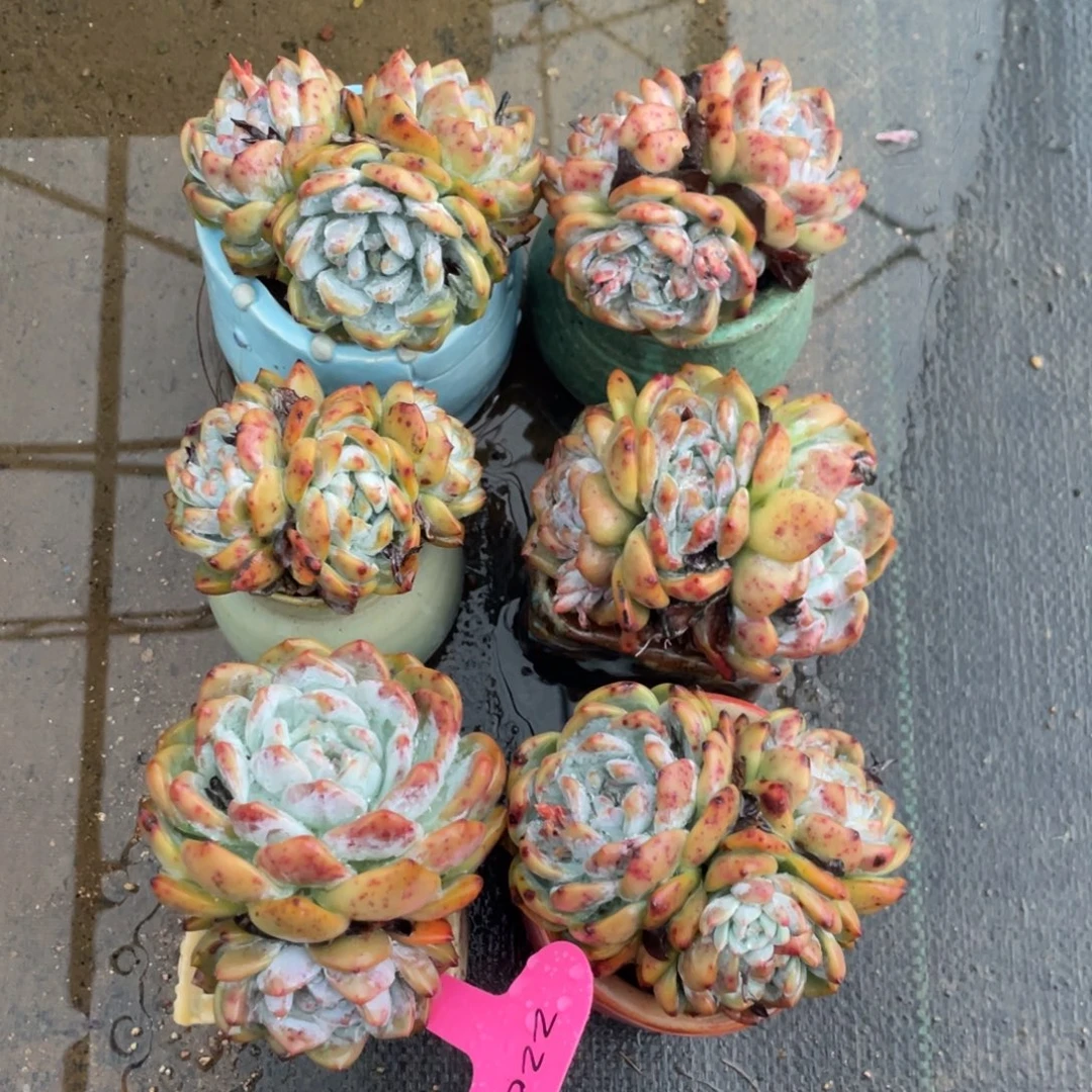 石榴子星影六个一组220