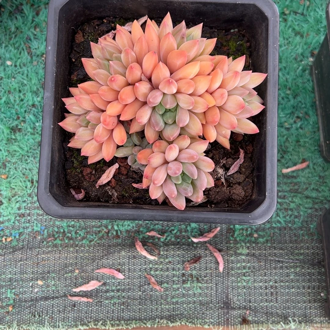 龙猫精品一物一拍多肉3