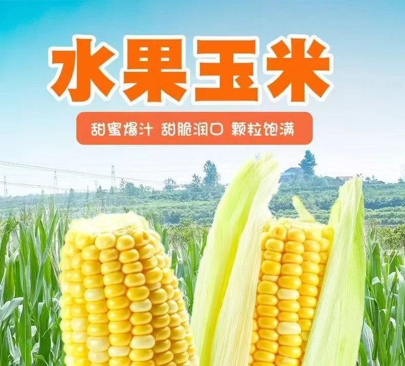 新鲜采摘头茬水果甜玉米5斤装和9斤装家庭餐桌炖汤美味甜玉米