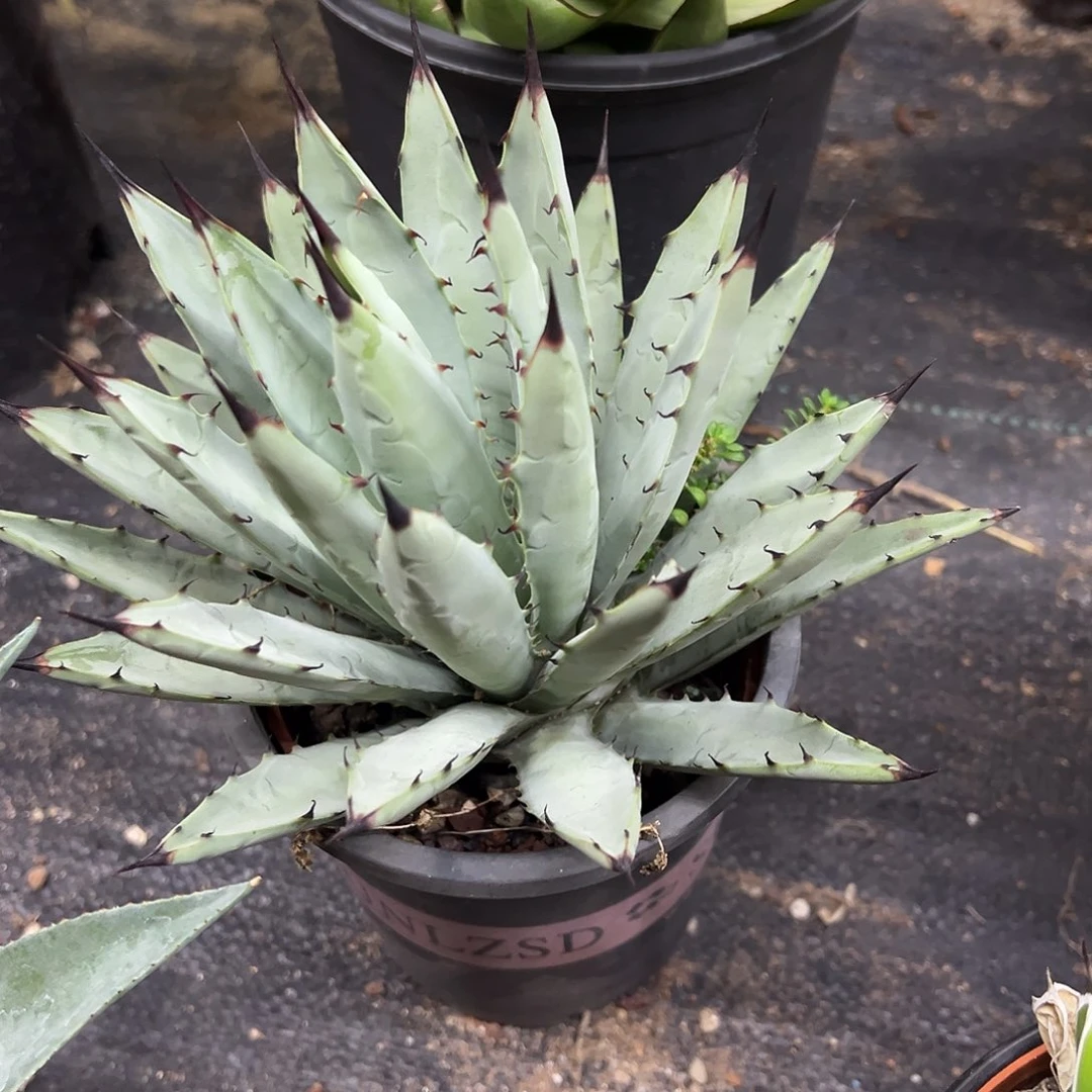 灰机龙舌兰系列龙舌兰