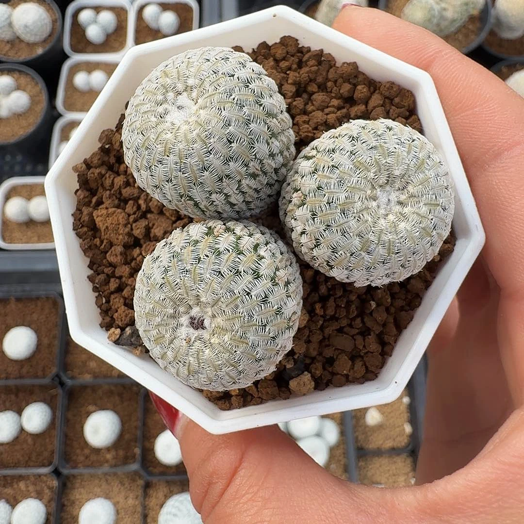 精巧殿带盆发货51