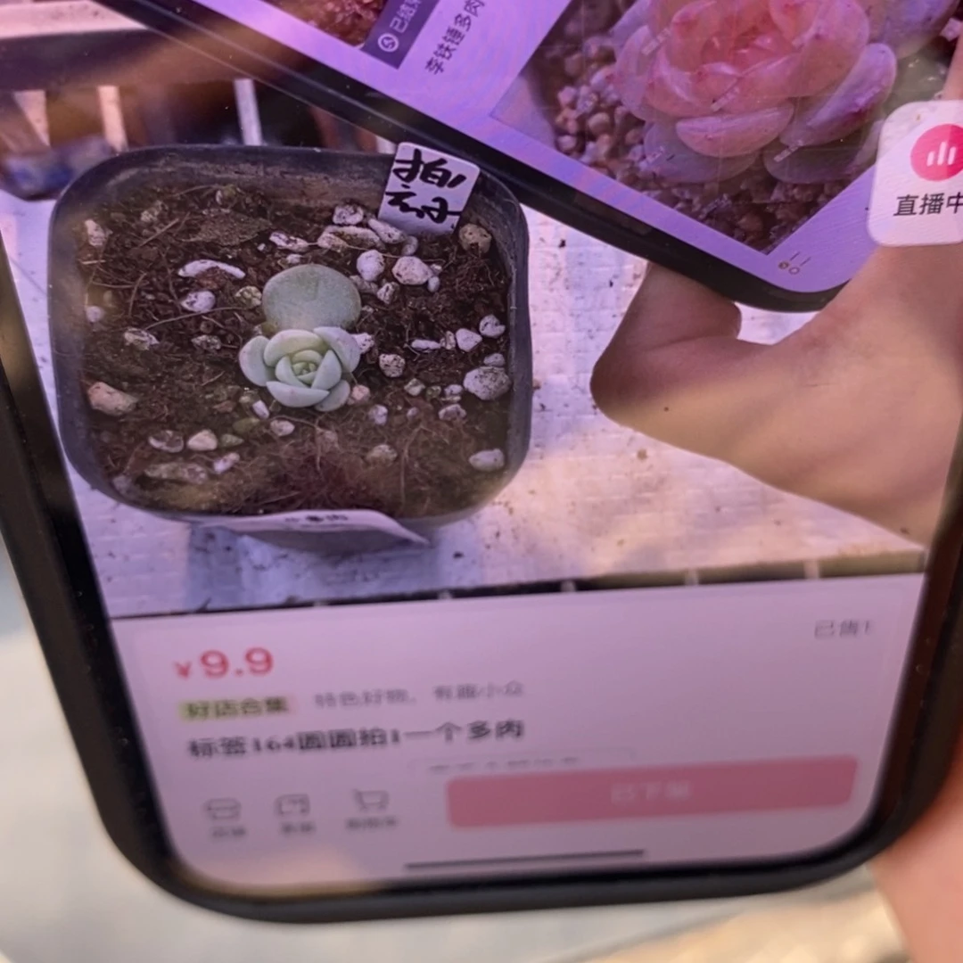 新上盆的圆圆拍1小小苗一个很小