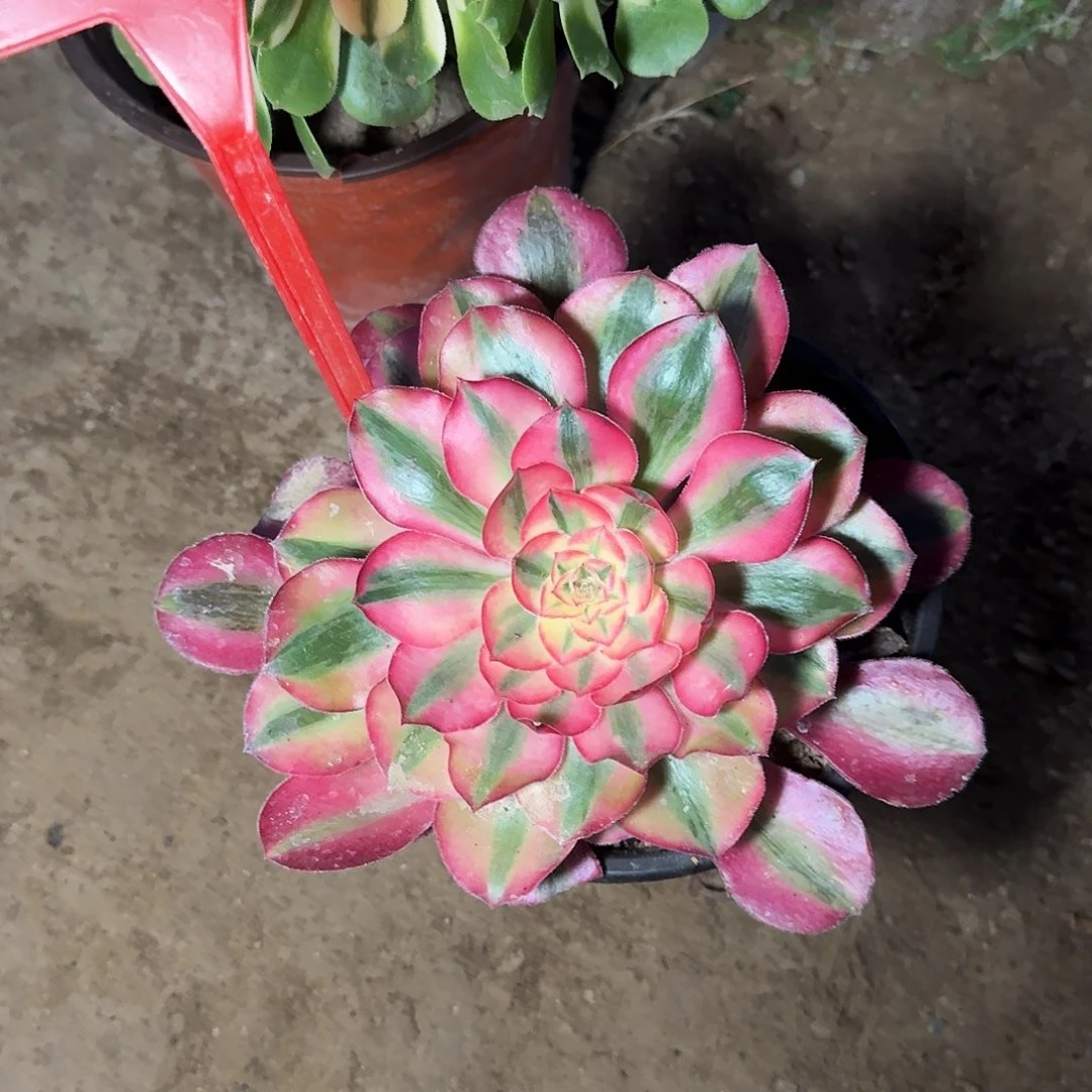 4-854爱丽丝多肉法师