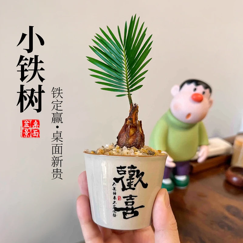 小欢喜铁树竹柏宝宝组合盆栽盆景室内办公室桌面观叶趣味花卉绿植
