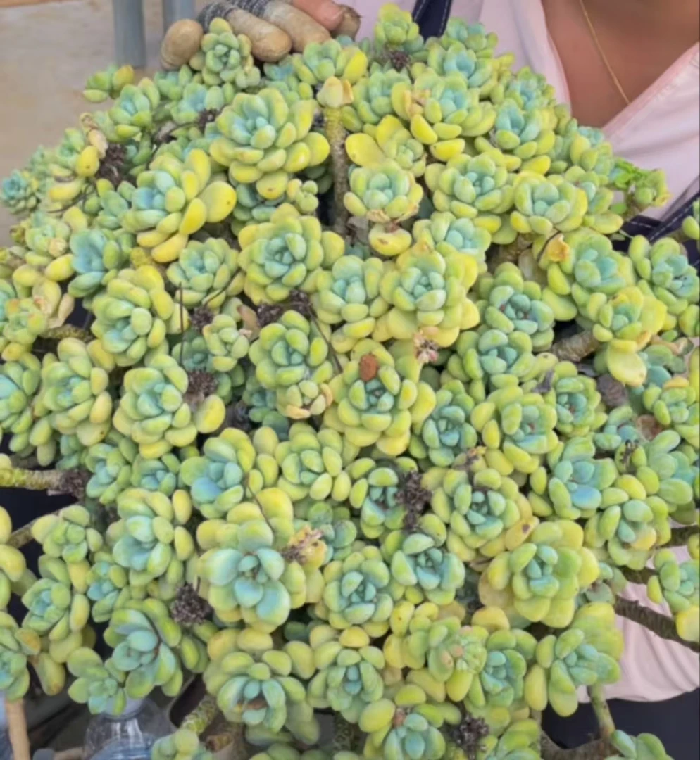 樱花罗琦云南昆明发货精品多肉绿植园艺种植多肉办公室