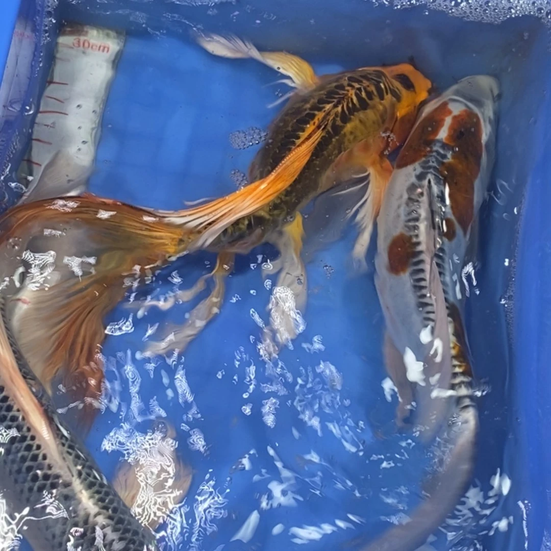 海水鱼冷水锦鲤包邮