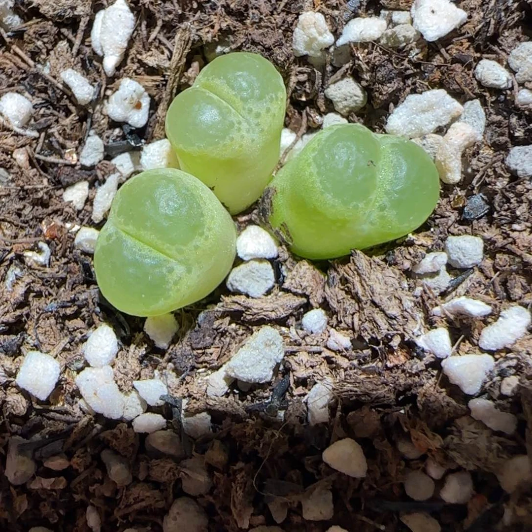 肉锥多肉植物百科7-绿眼睛797