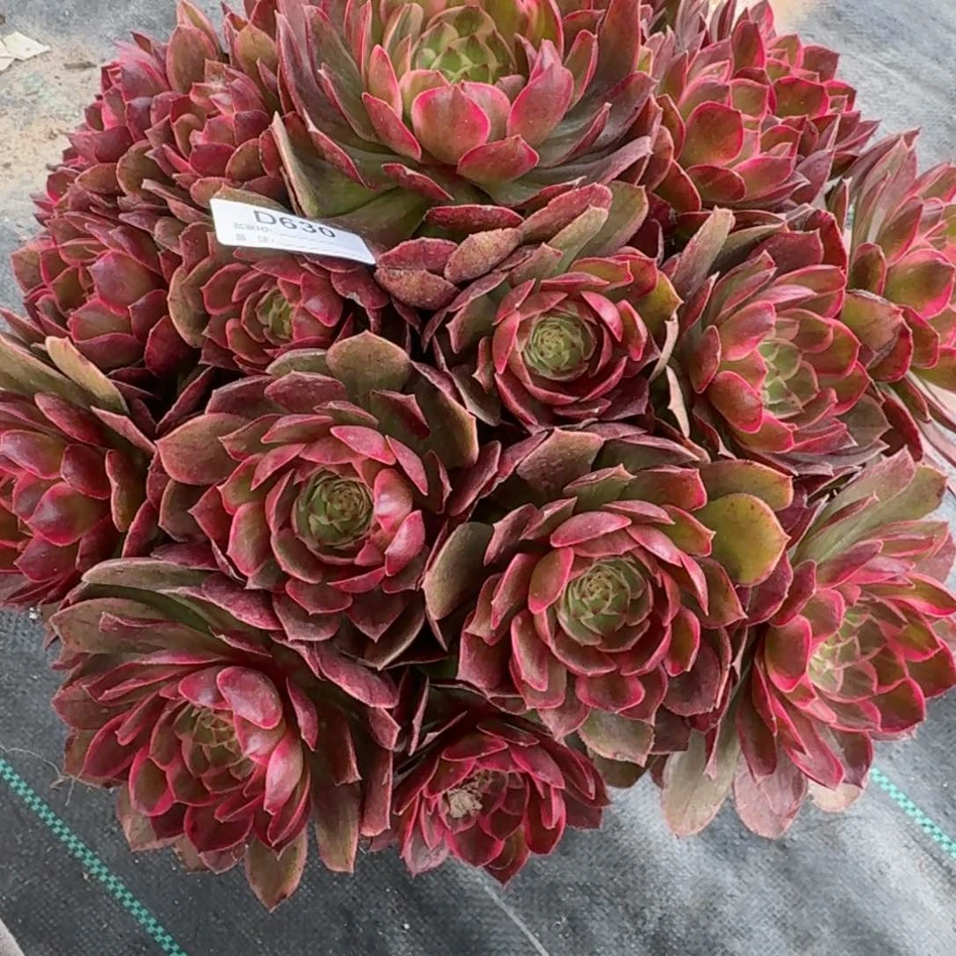 温**舞630莲花座多肉植物