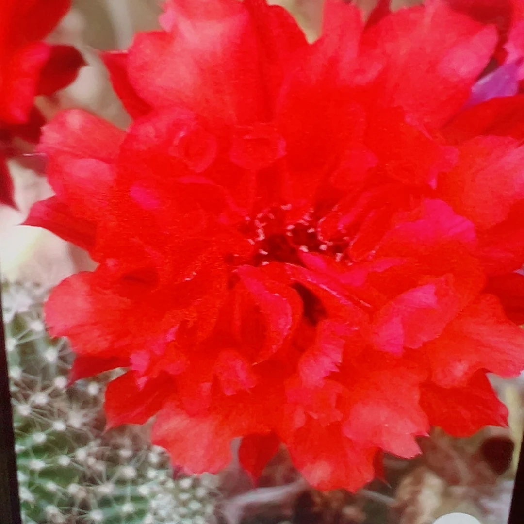 彩草 赤焰 侧芽 满20包邮