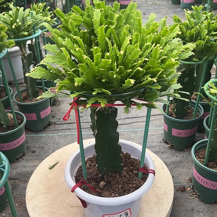 草***原双色蟹爪兰原土带花架