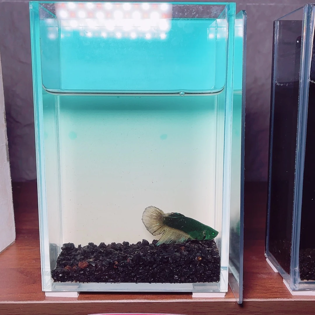 斗鱼绿魔半月母鱼