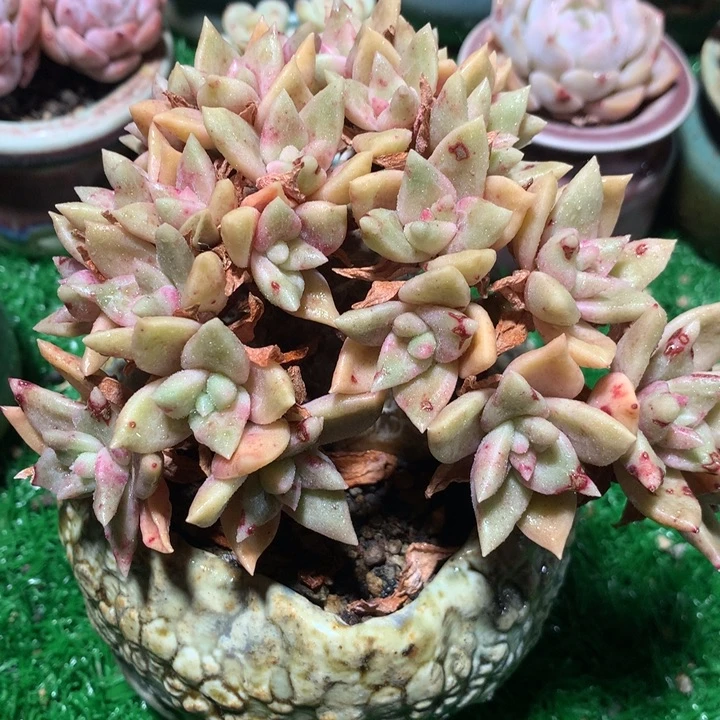 表丽娜缀化    不带盆