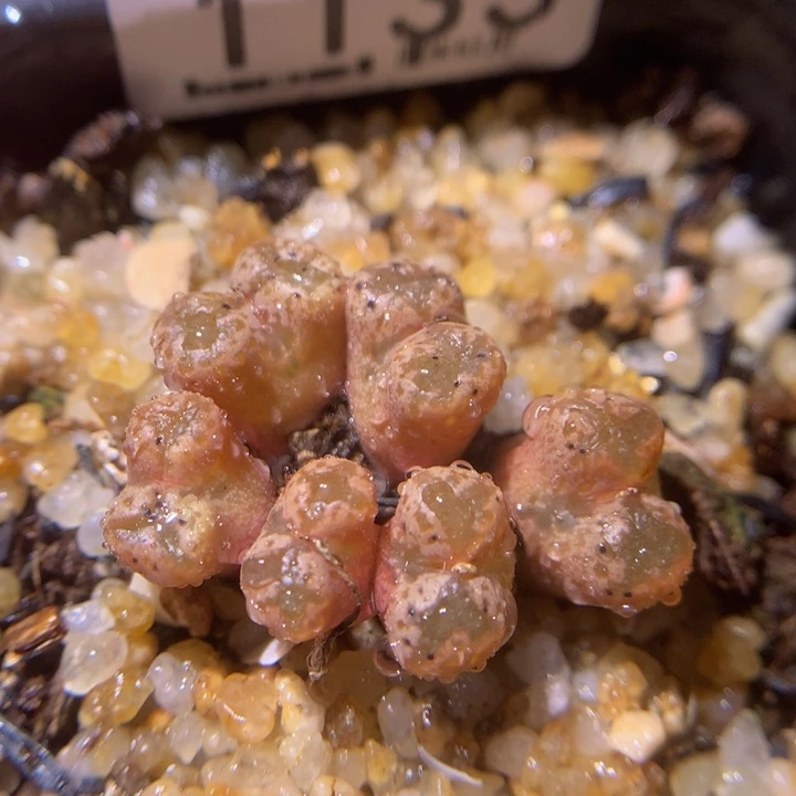zzz精品生石花1133