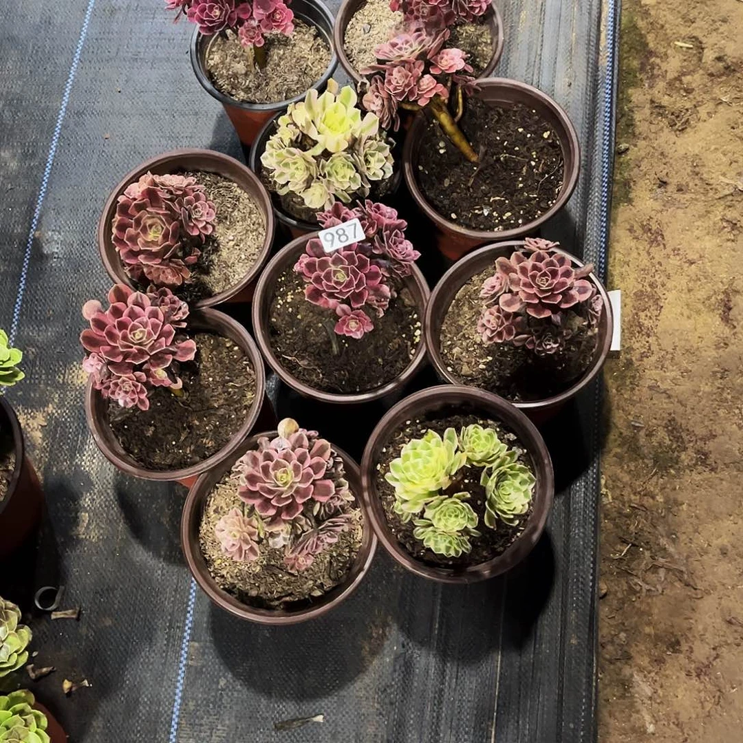 无花朵多肉植物987十颗