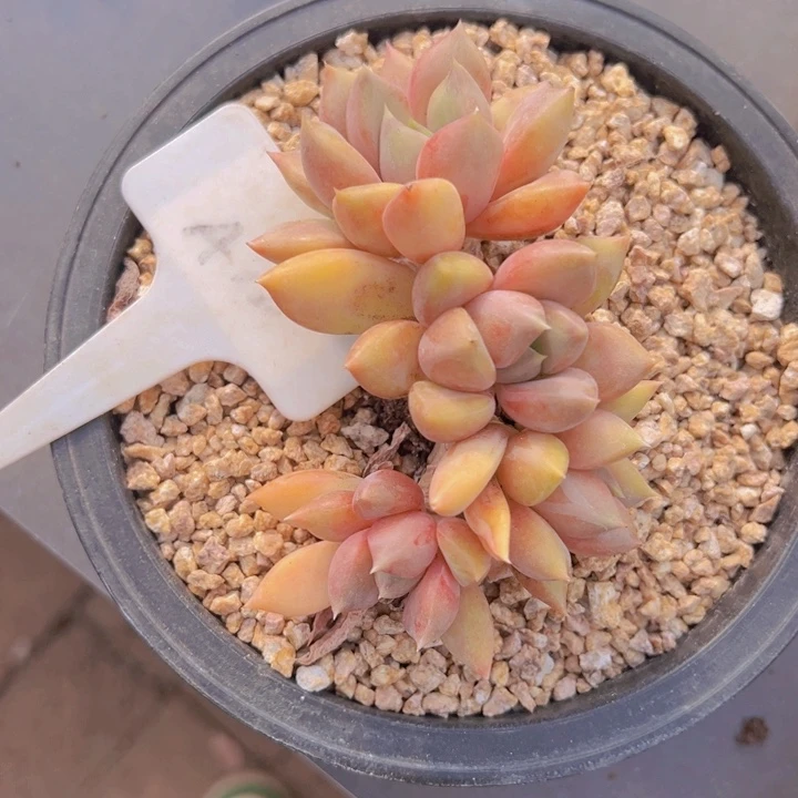 健健康康平平安安