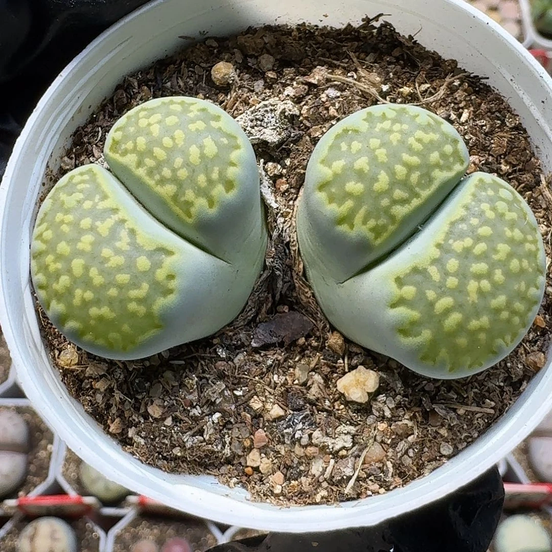 生石花111111。    206