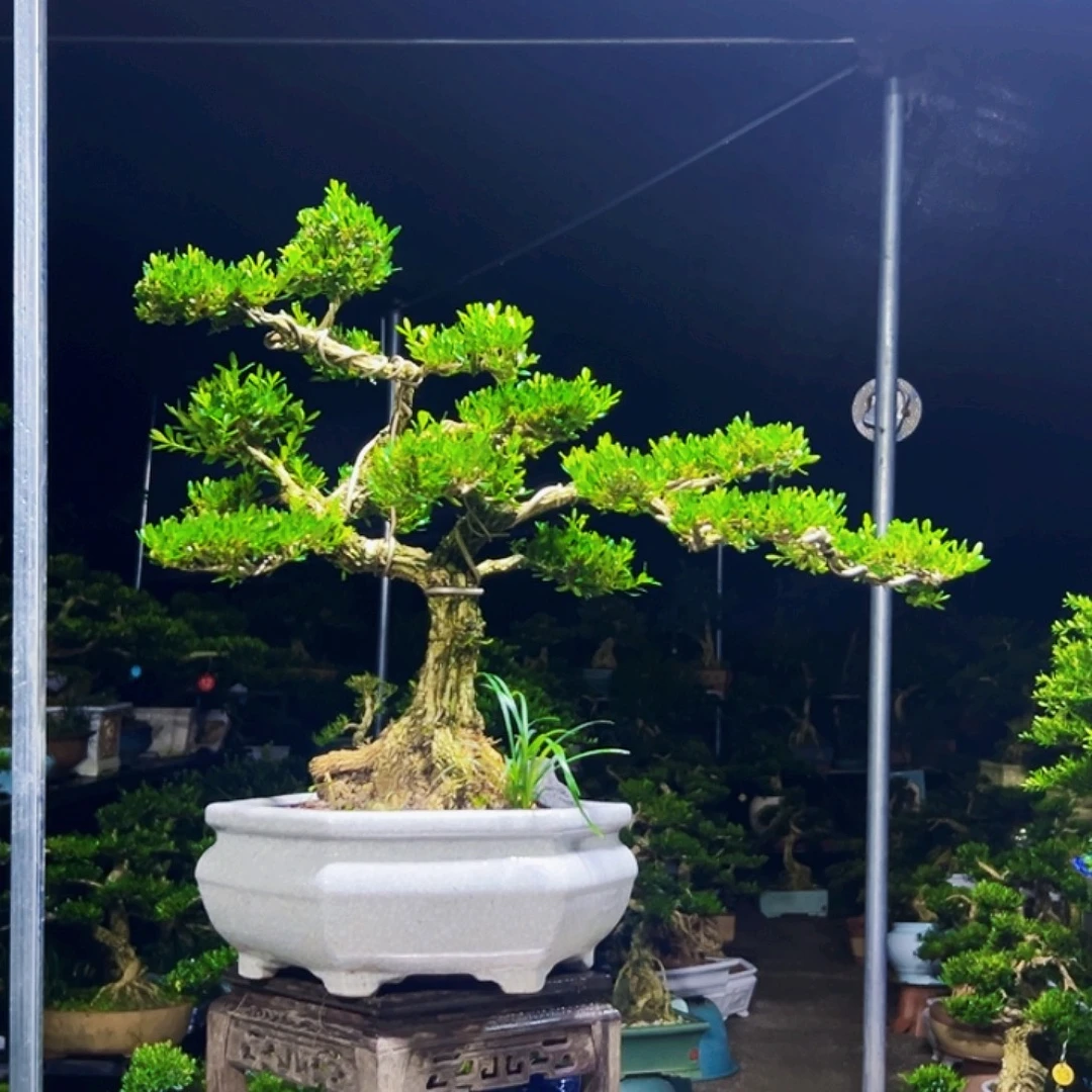 无花朵黄杨木