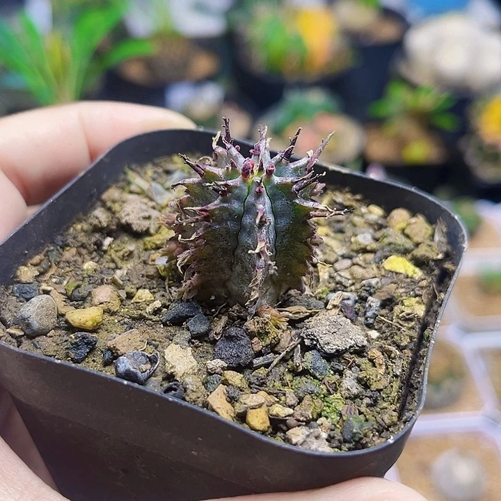 实生魁伟玉一颗一颗