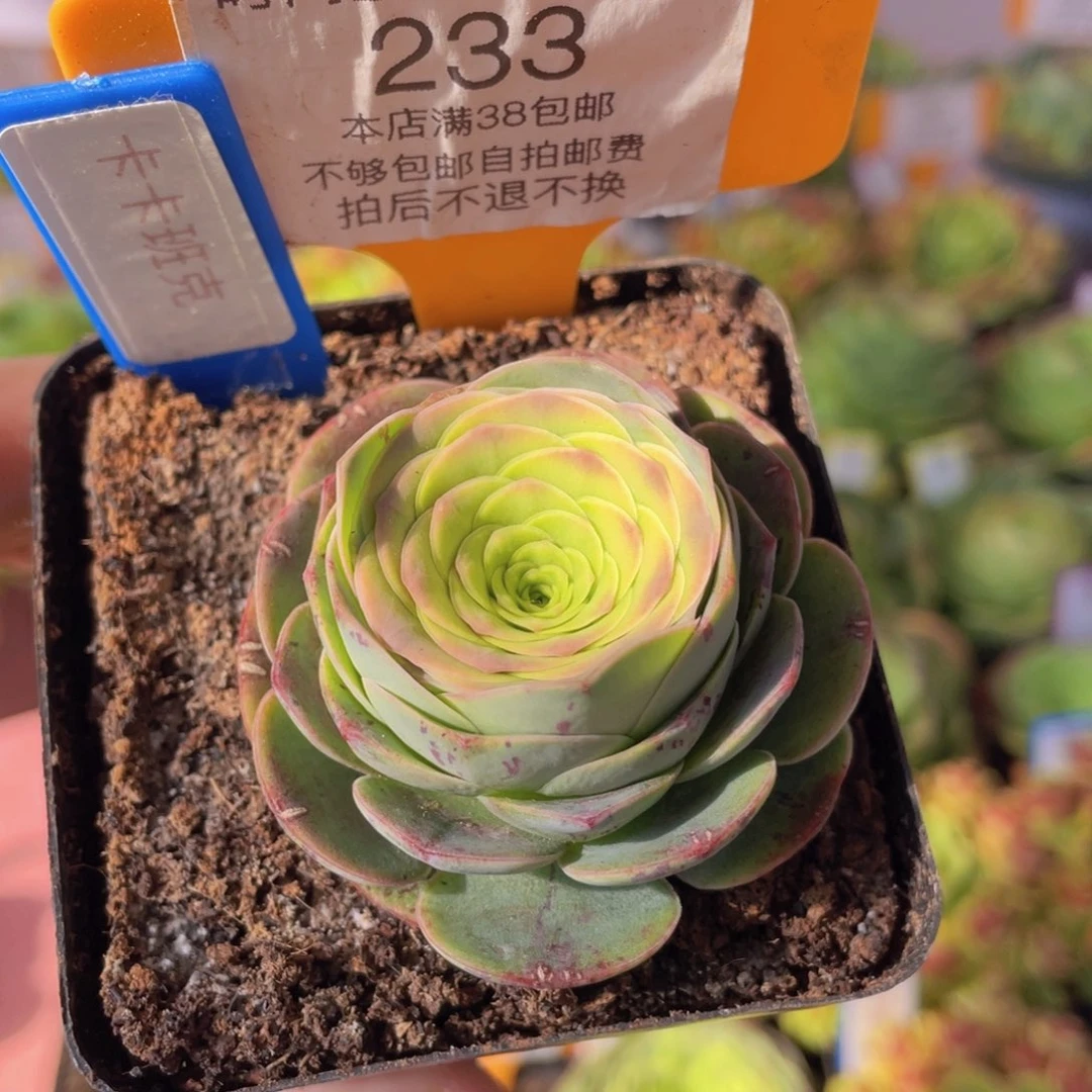 卡卡班克238一物一拍