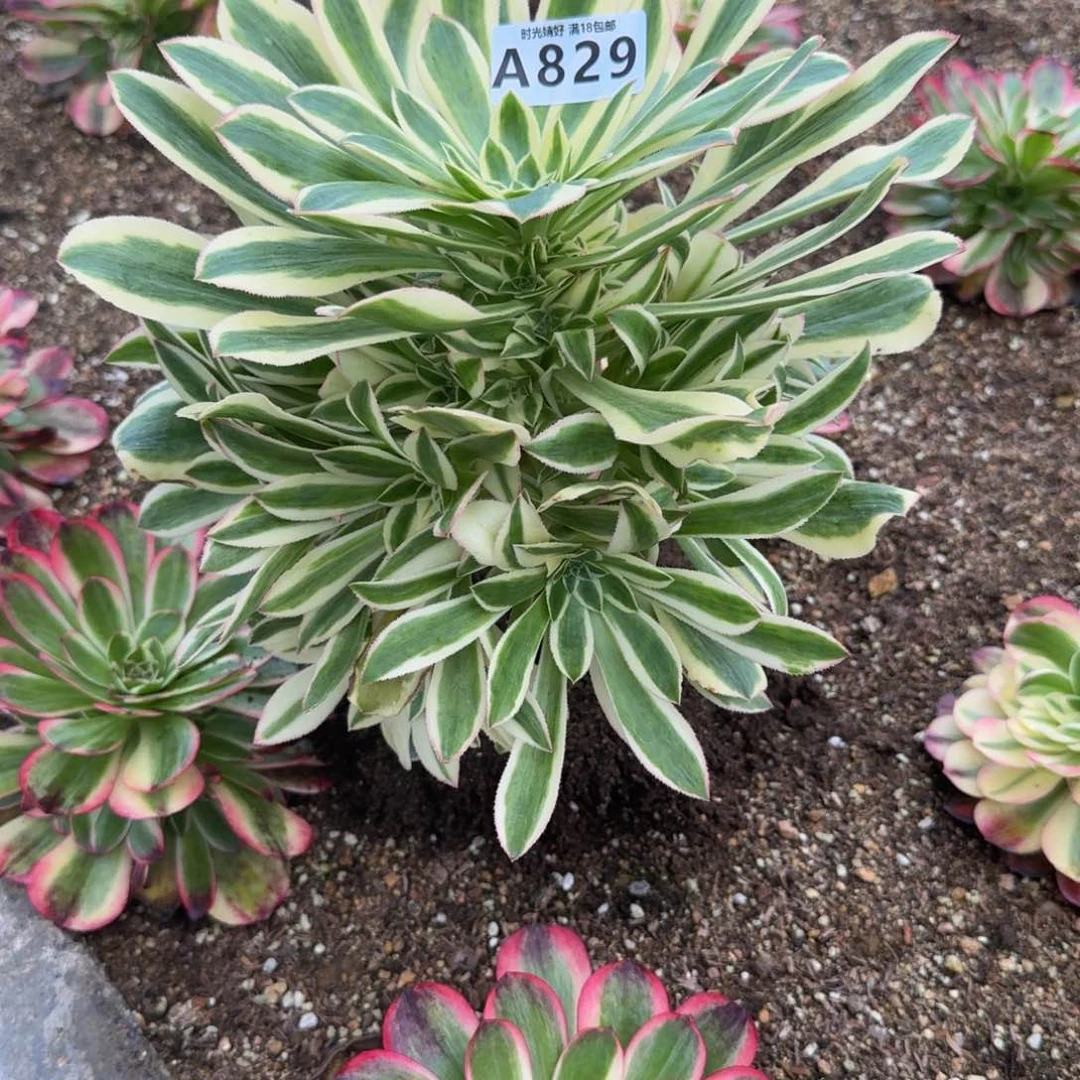 登*829白兰地。多肉植物