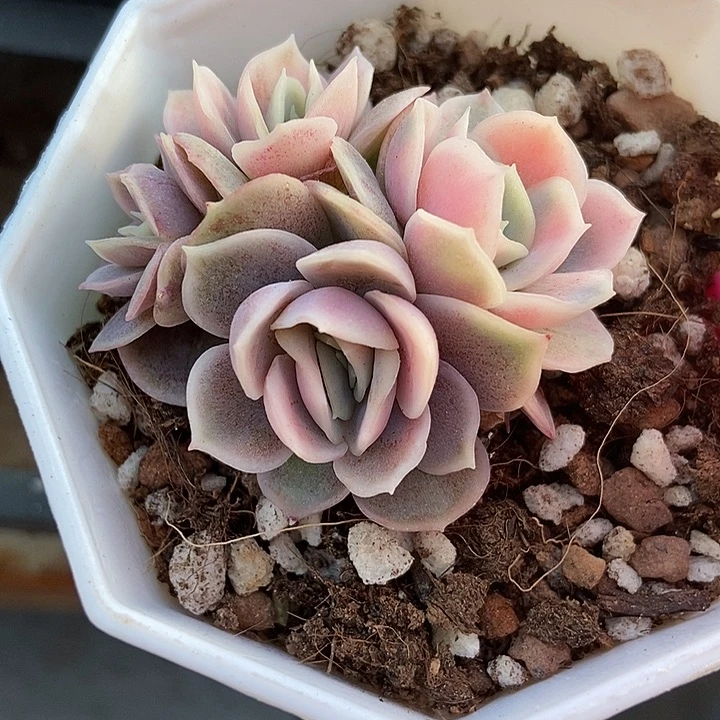 多肉植物蓝色惊喜锦112