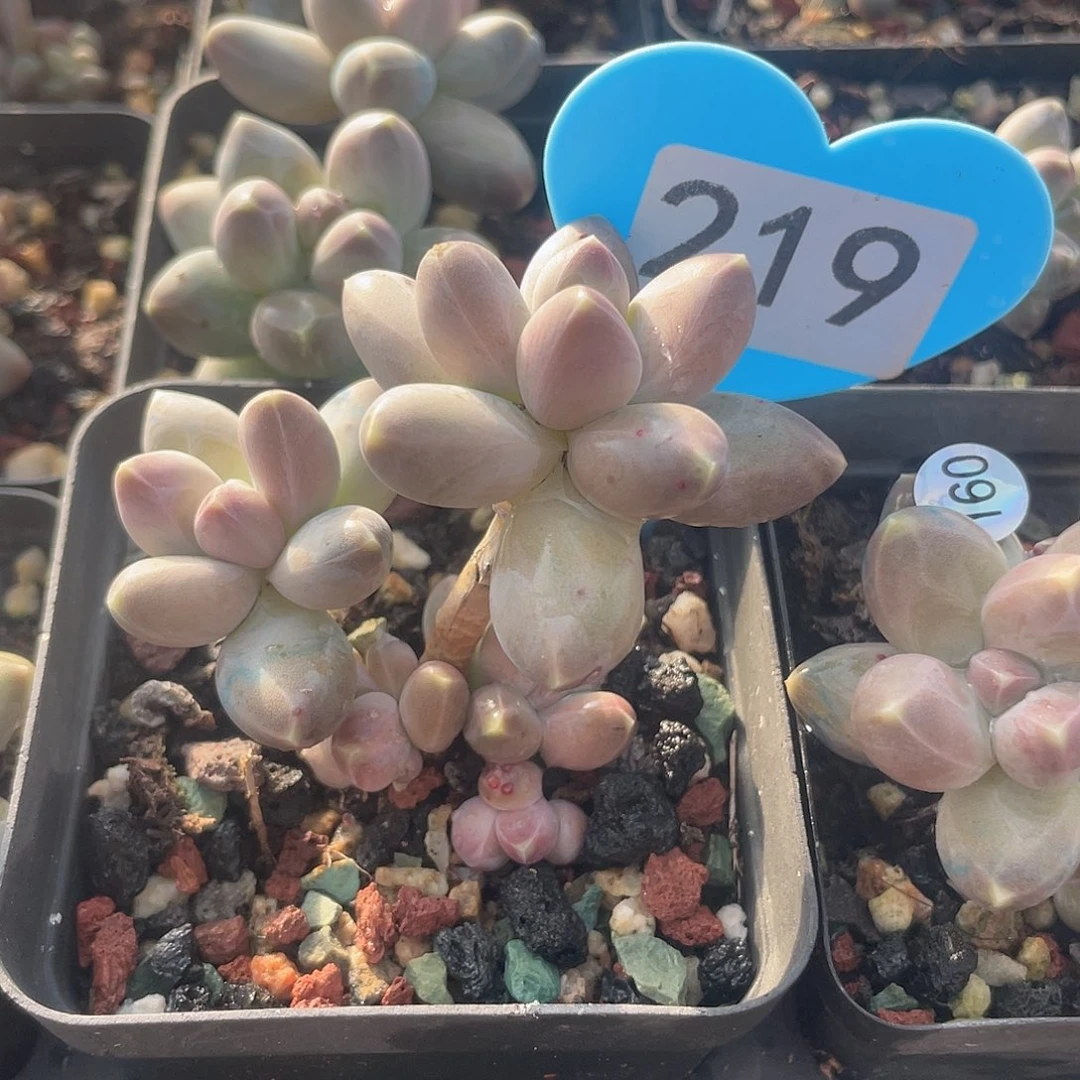 星空美人 脱土发货 7口盆