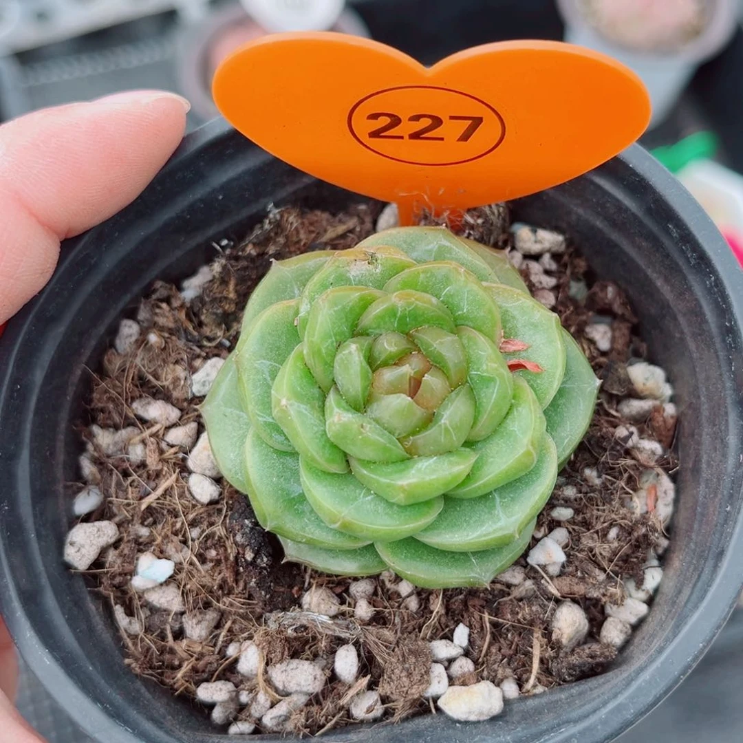 风靡园艺新品珍妮单头