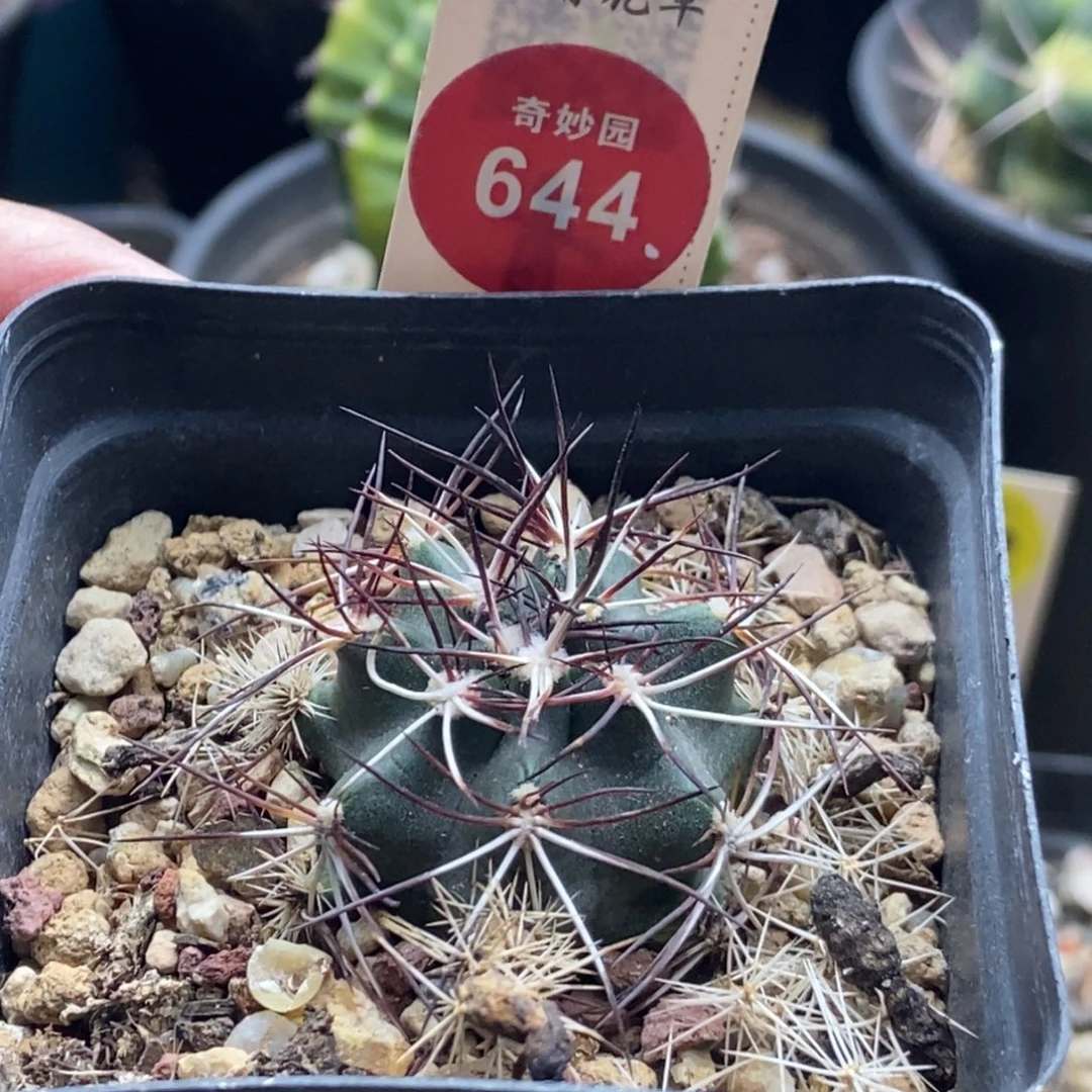 实生狂刺达氏青花虾一棵仙人球