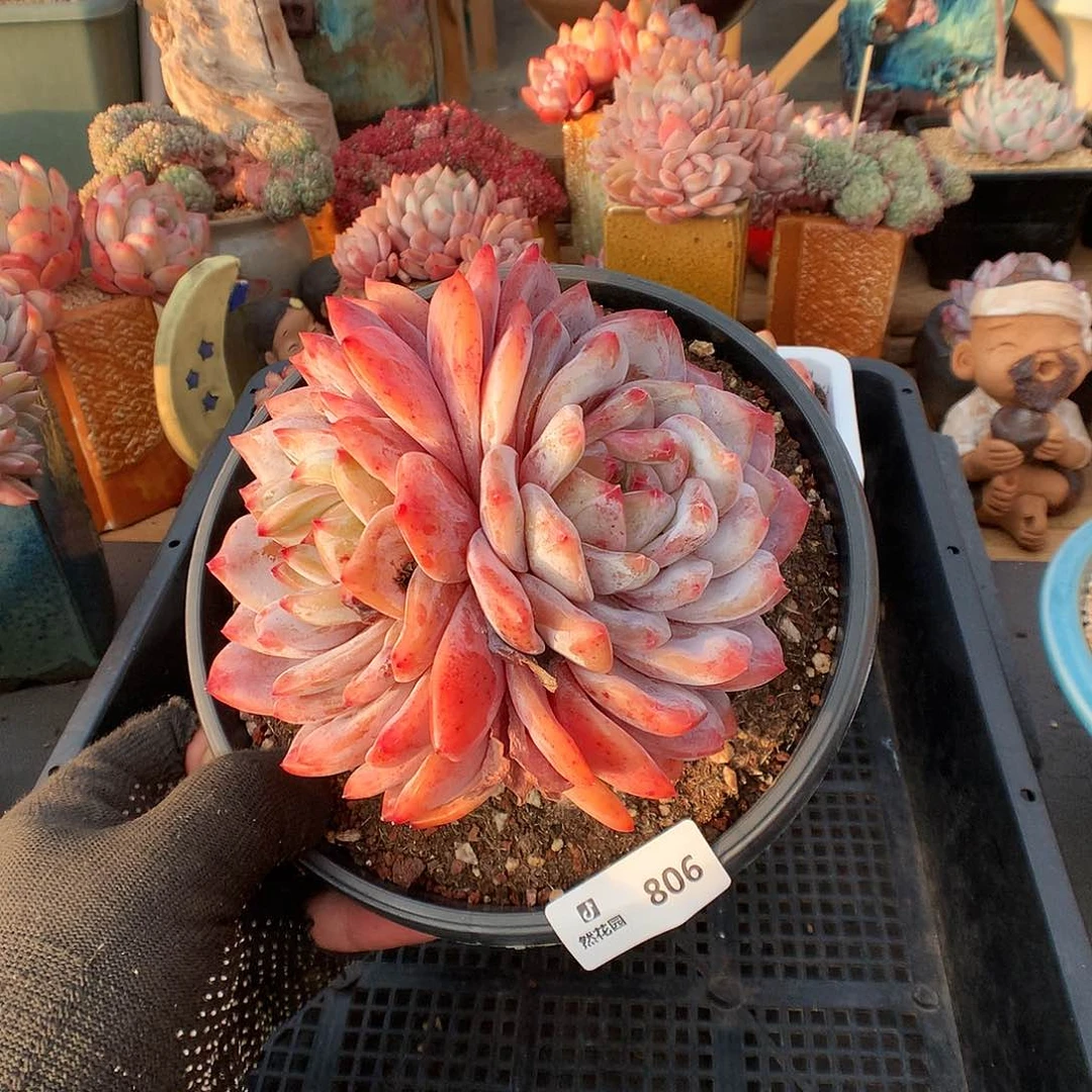 806梦露多肉植物666