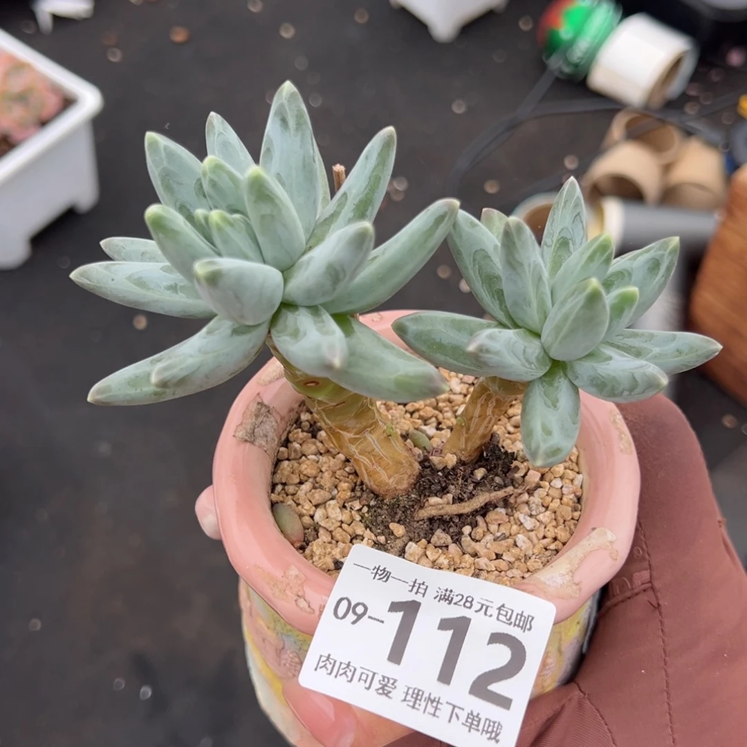 乌拉克拉多肉多肉多肉多肉多肉