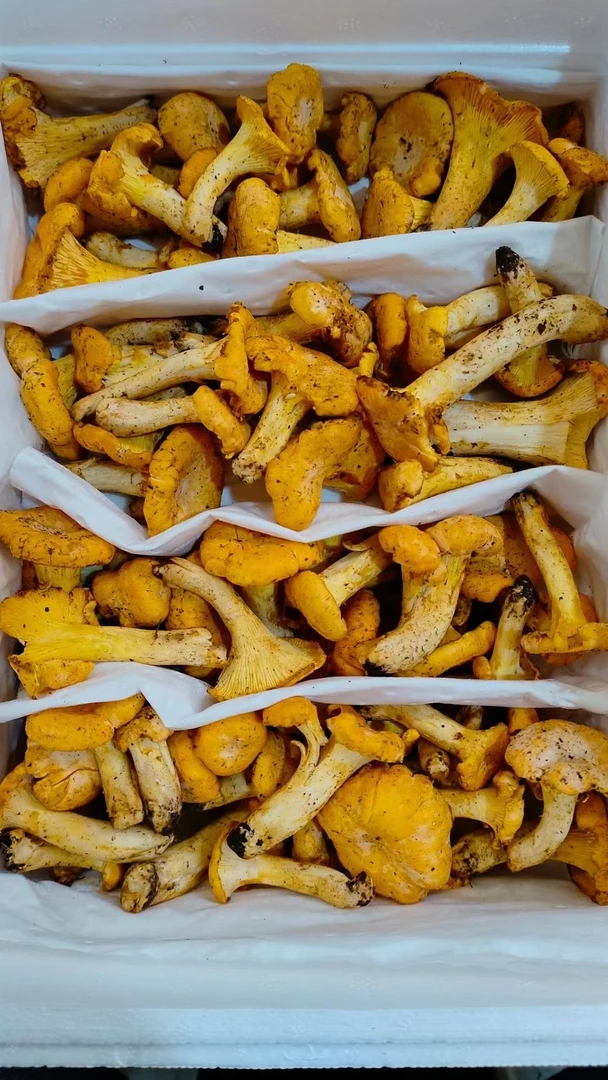 云南新鲜野生鸡油菌煲汤爆炒食材