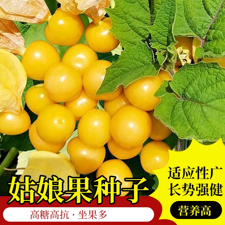 【菇娘果种子】菇娘果种子姑娘果黄菇娘果酱果皮薄肉厚甜度高金黄色