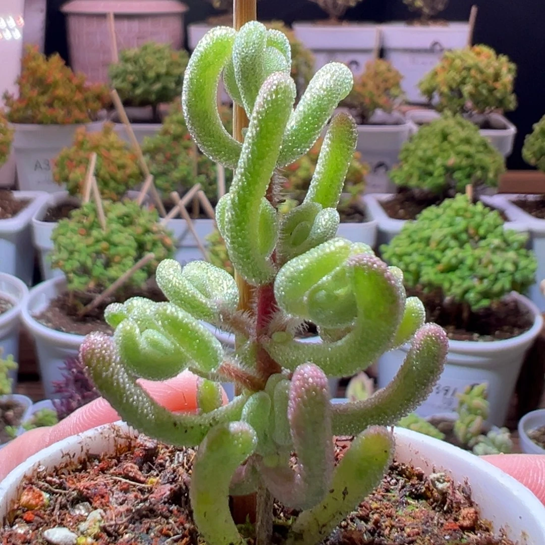 361超白一物一拍带盆土发货